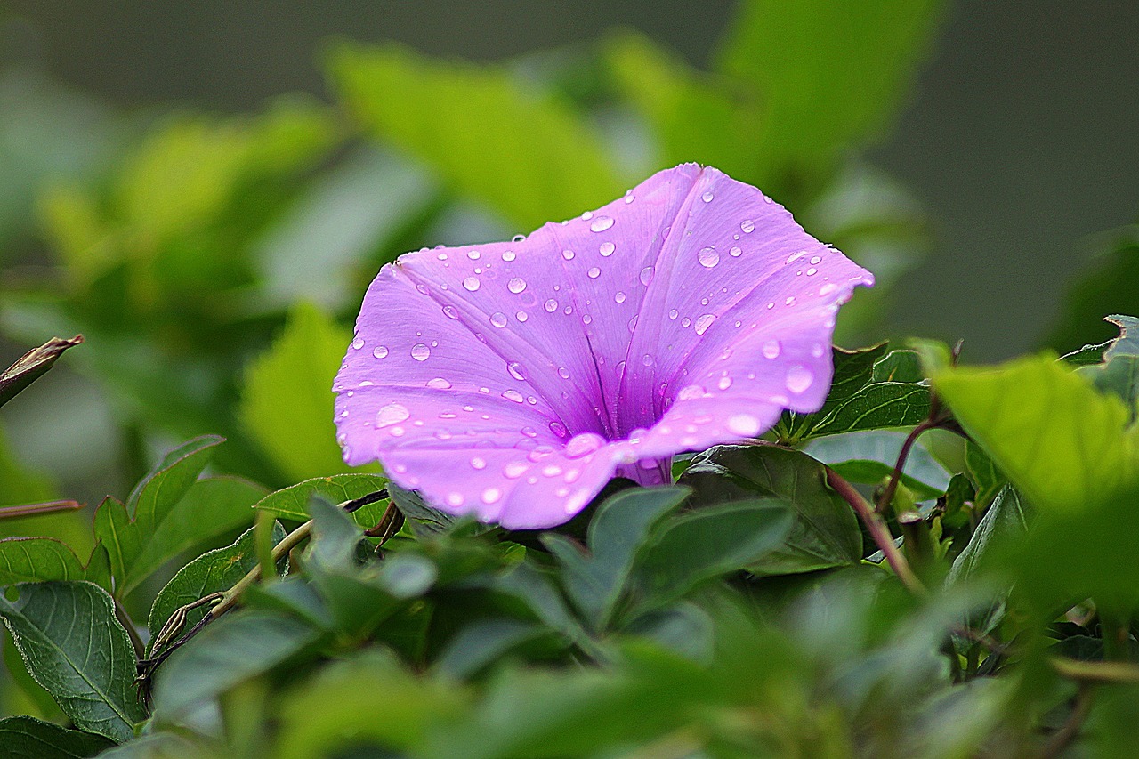 Image - flower morning glory floral plant