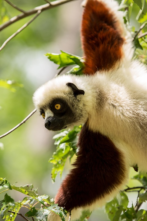 Image - lemur coquerel s sifaka sifaka