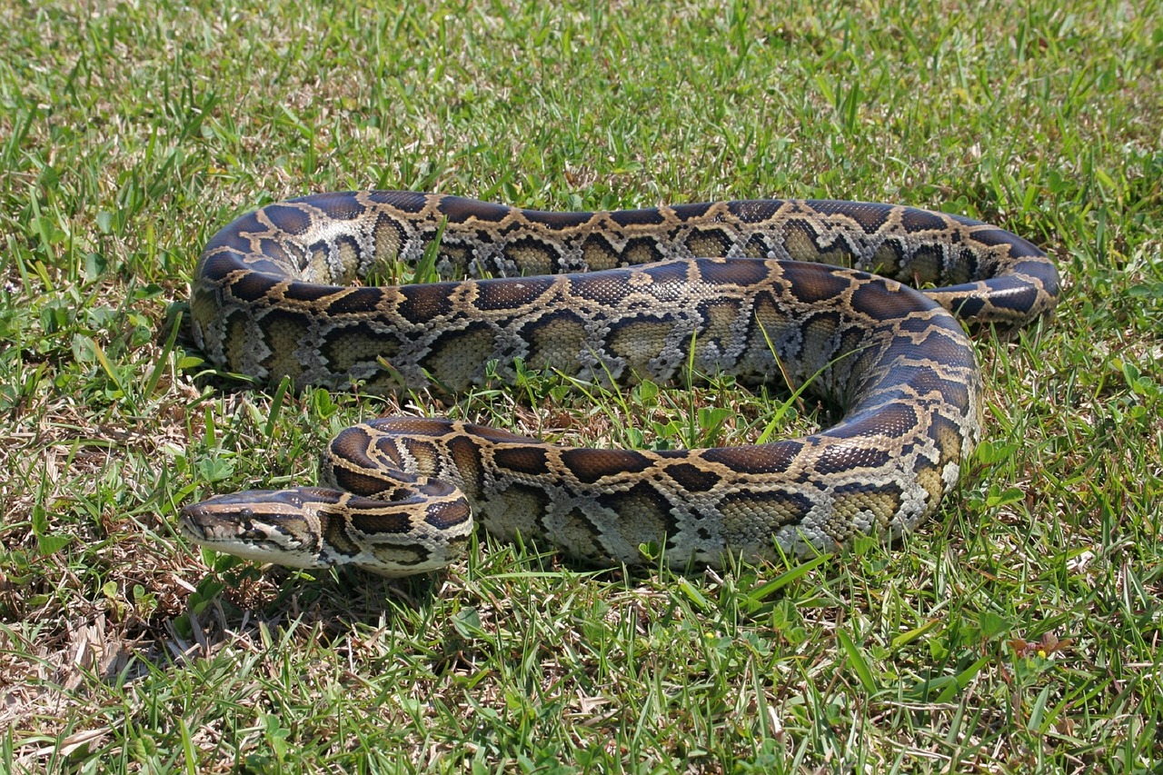 Image - burmese python snake ground grass