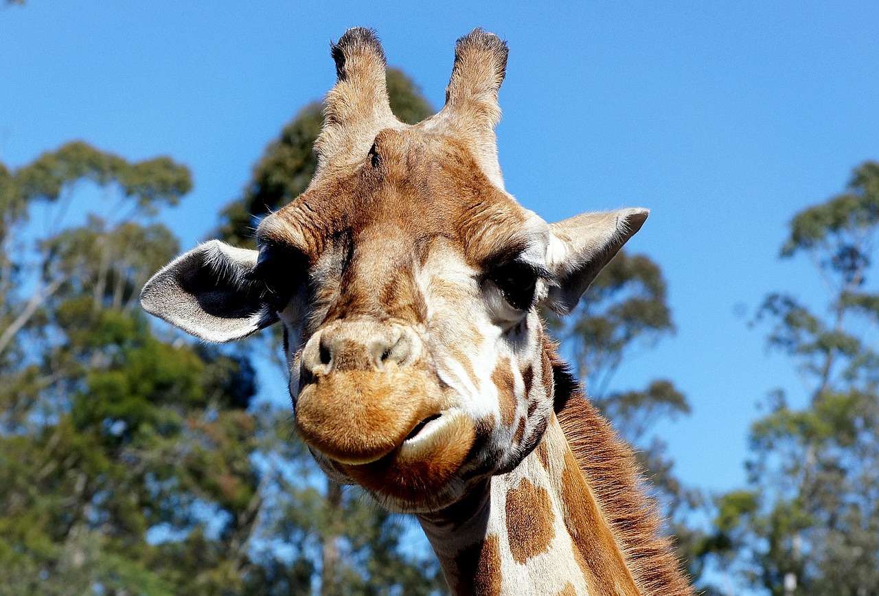 Image - giraffe portrait head face mammal