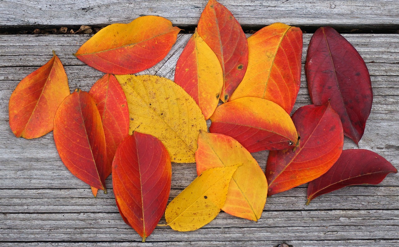 Image - autumn palette crepe myrtle leaves