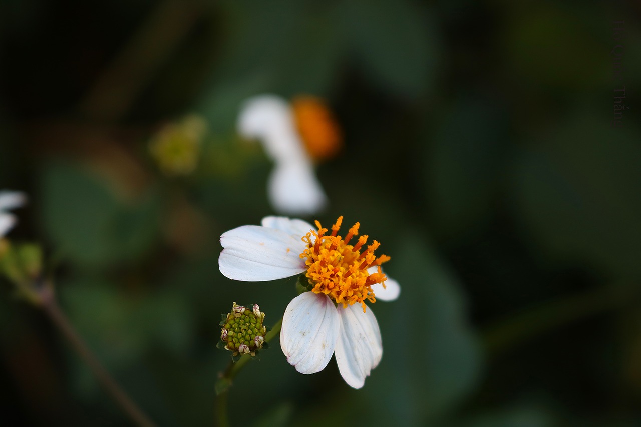 Image - flowers wildflowers flower vietnam