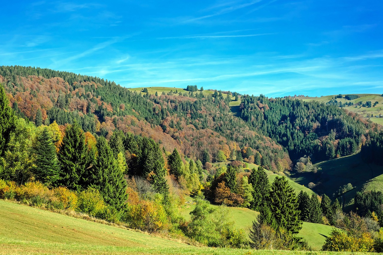Image - black forest forest firs