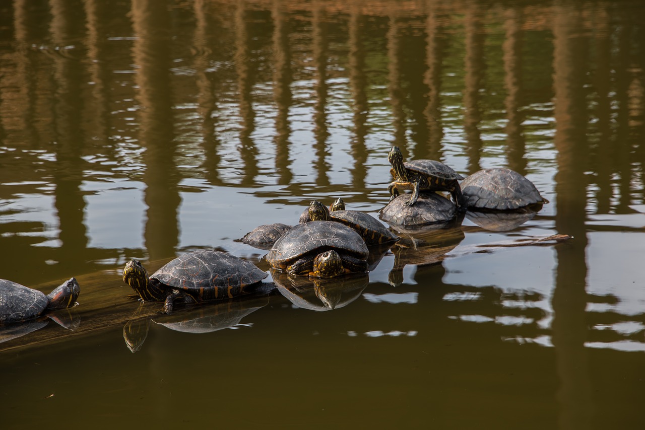 Image - nature peru turtle animals lime