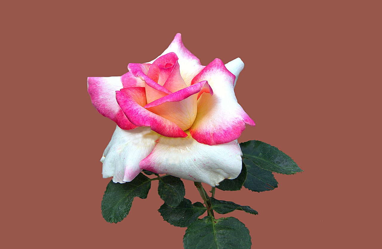 Image - floribunda rosengarten bad kissingen