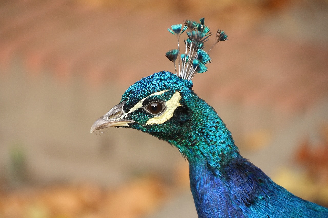 Image - animal bird peacock nature species