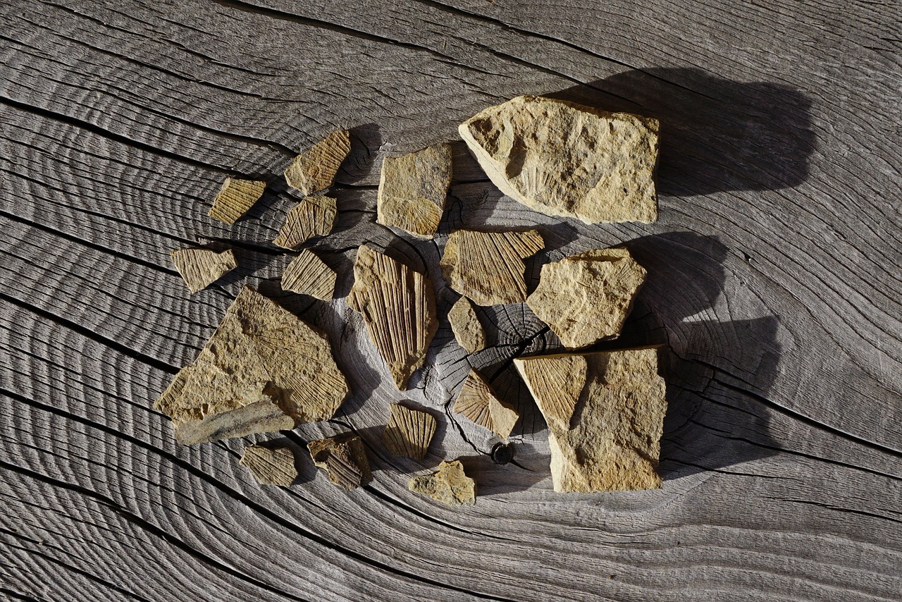 Image - fossil fossils dolomites ladinia