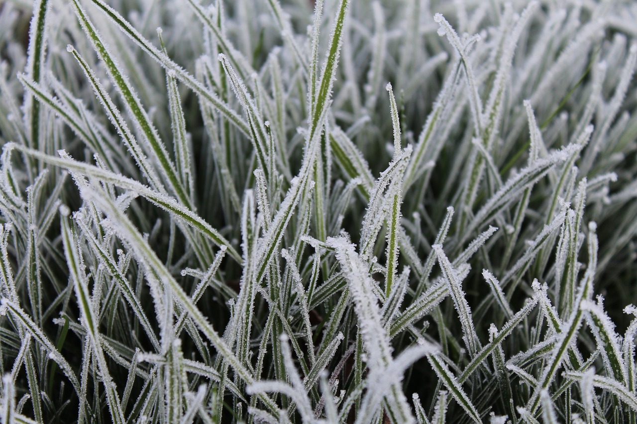 Image - grass frost background cold