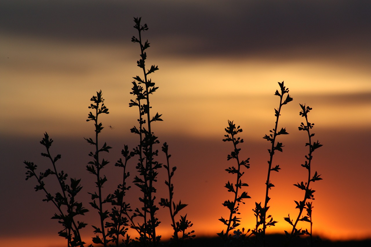 Image - spring bloom nature leaves natur