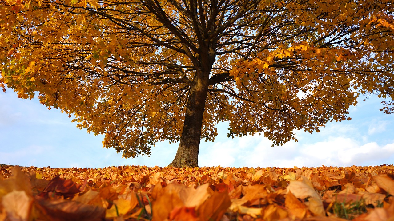 Image - autumn tree fall landscape park