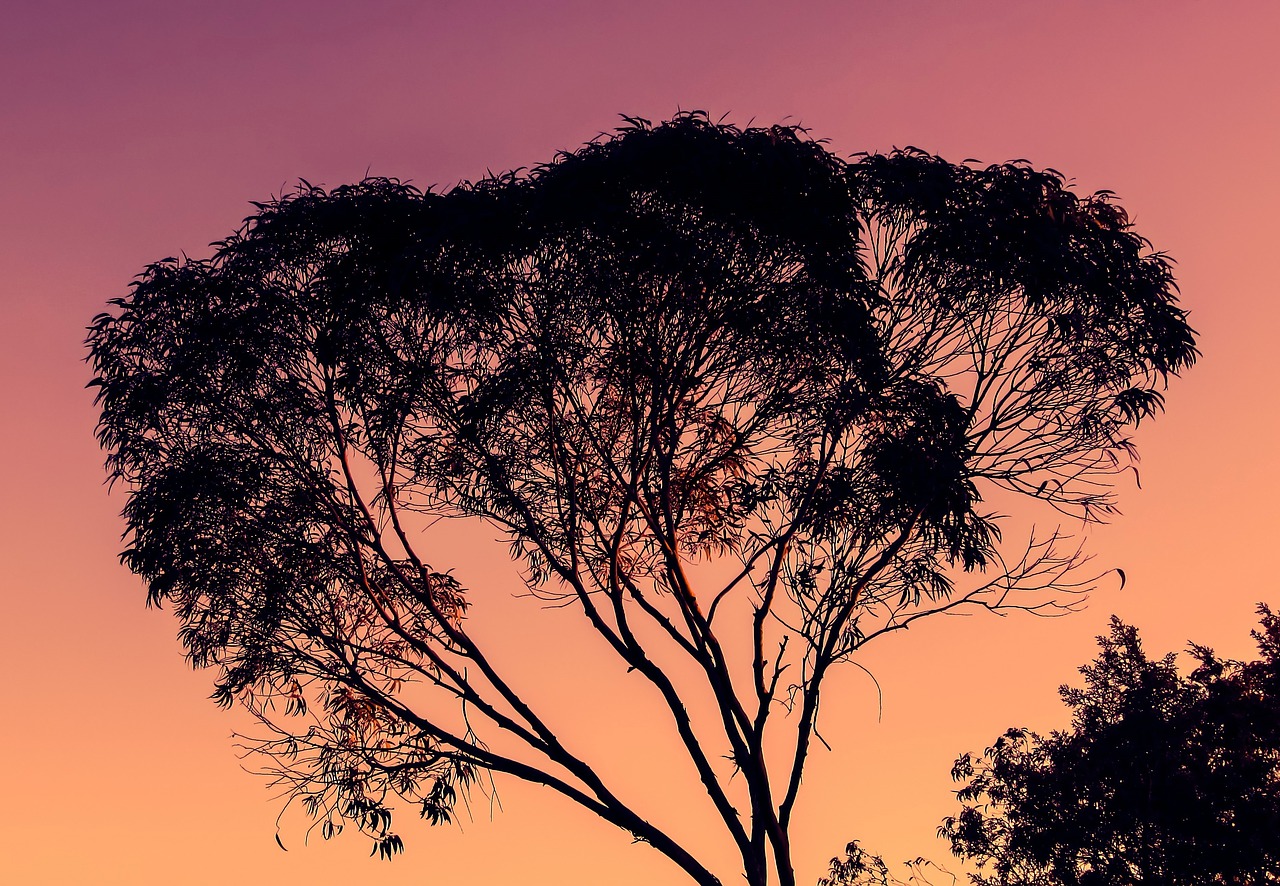 Image - eucalyptus tree sunset nature