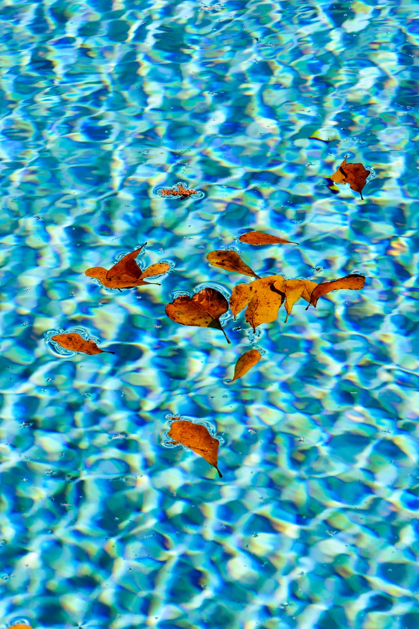 Image - water pool sparkle leaves