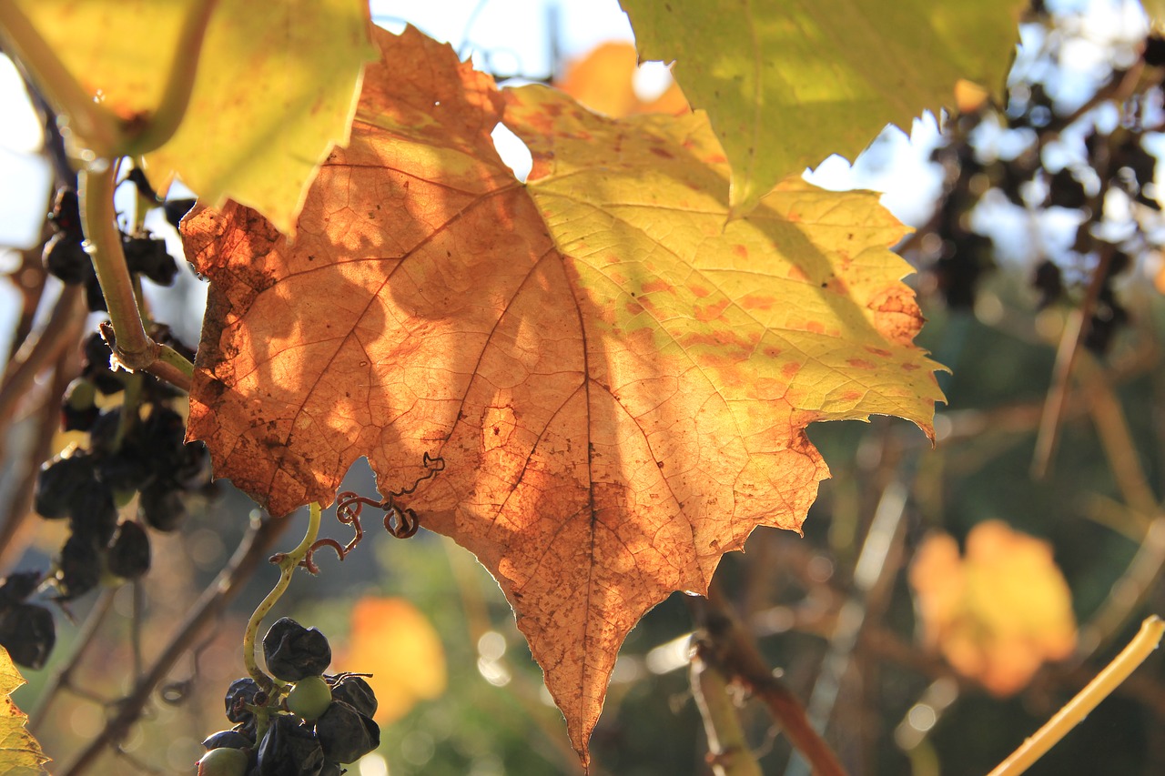 Image - autumn grape autumn mood