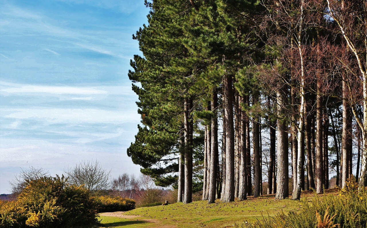 Image - trees pine pine tree nature green