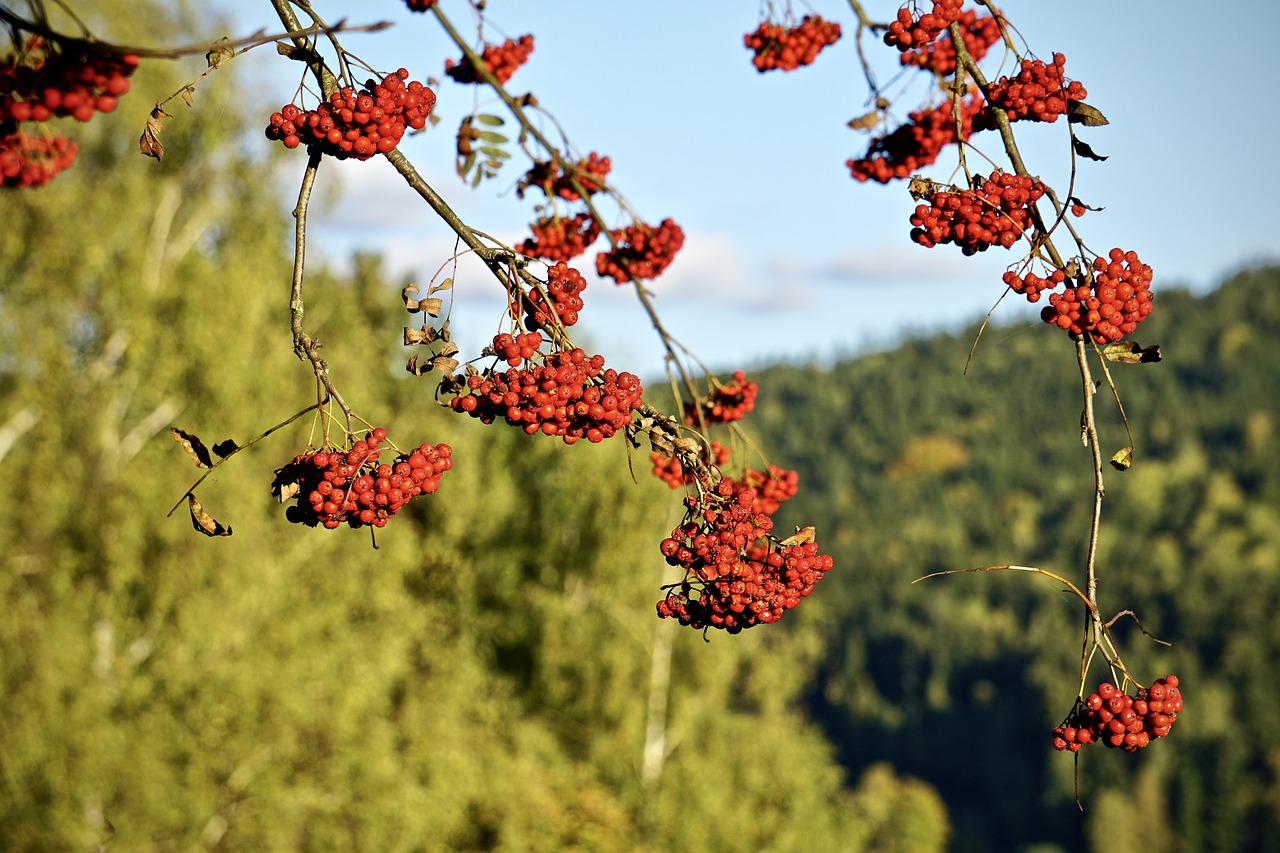 Image - rowan mountain ash red fruit