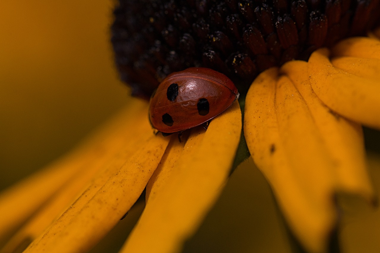 Image - ladybug flower nature bug insect