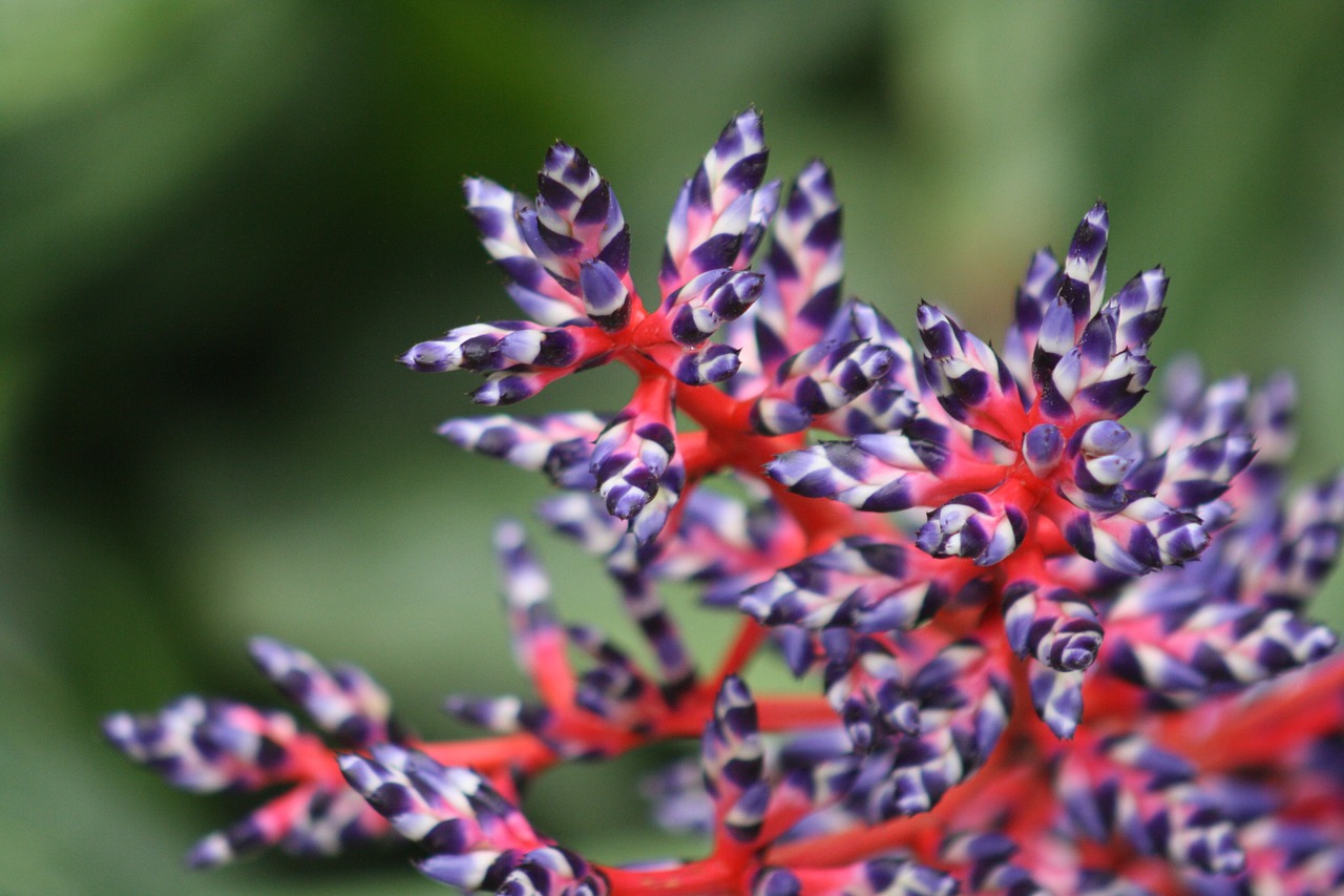 Image - blossom bloom exotic green purple