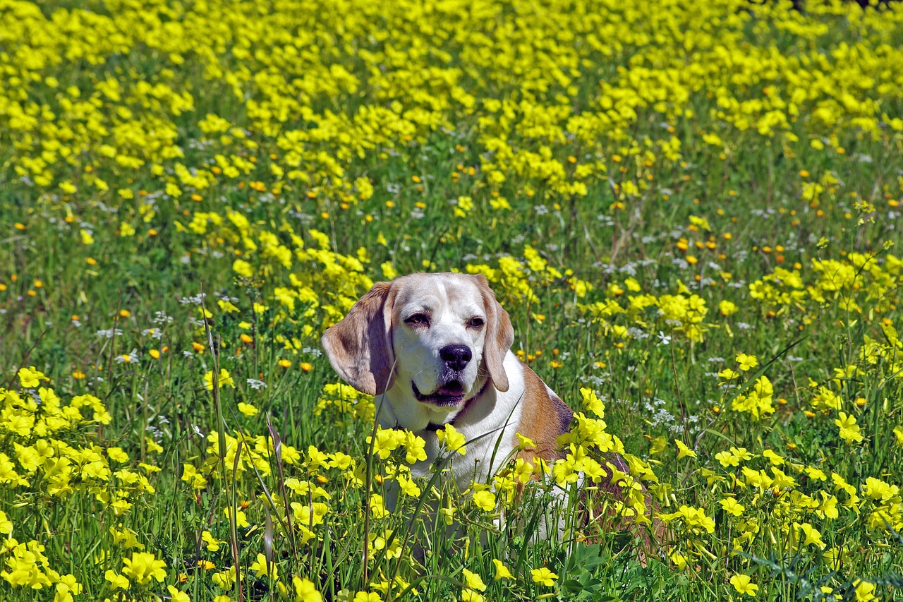 Image - beagle dog snuff hound friend