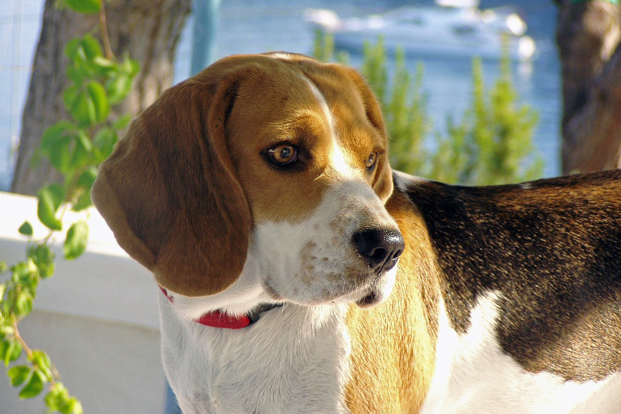 Image - beagle dog snuff hound