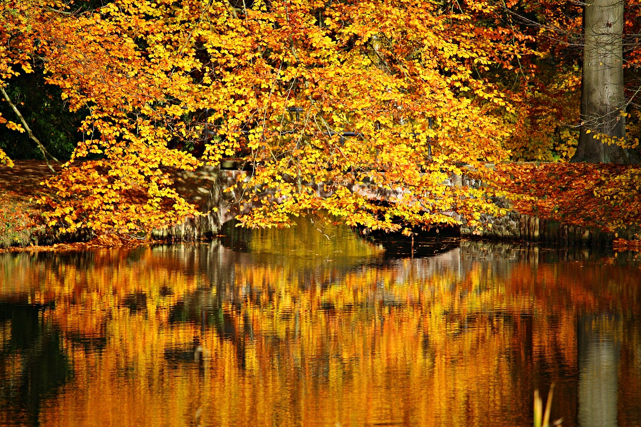 Image - autumn fall color fall foliage