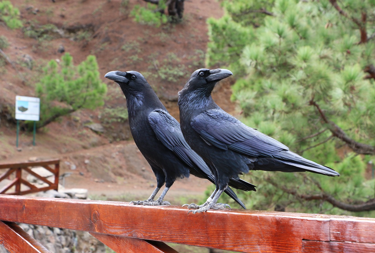 Image - raven portugal birds photography