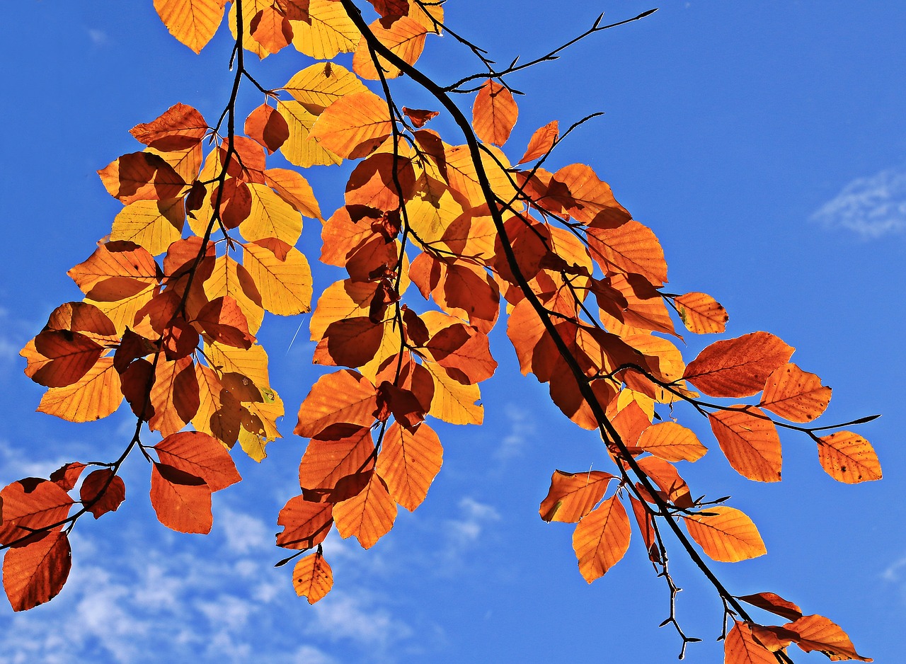 Image - fall leaves autumn mood leaves