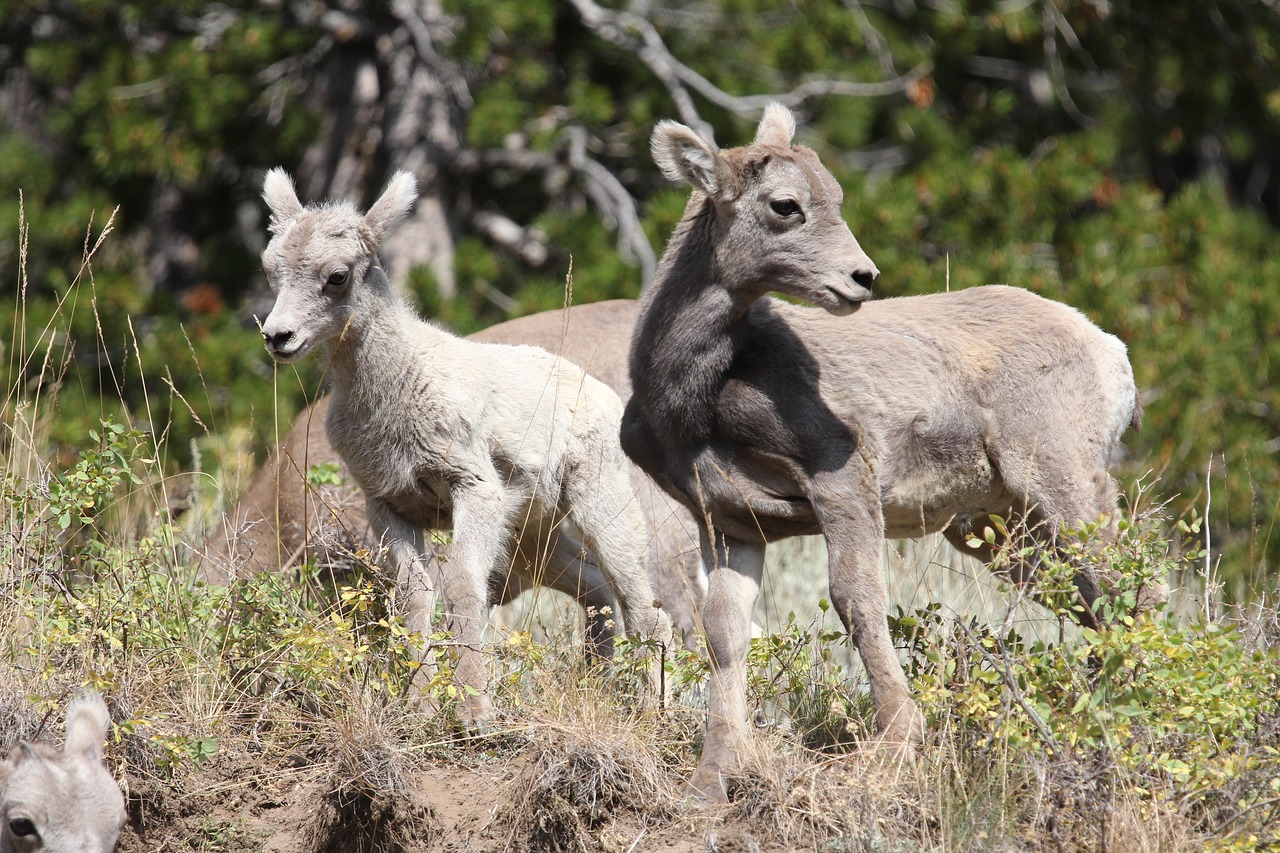 Image - mountain goats wildlife horns