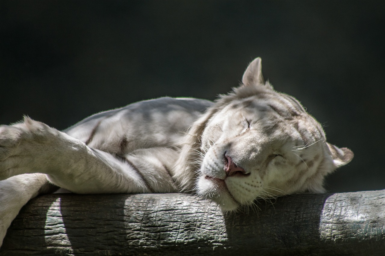 Image - white tiger sleep zoo animal tiger