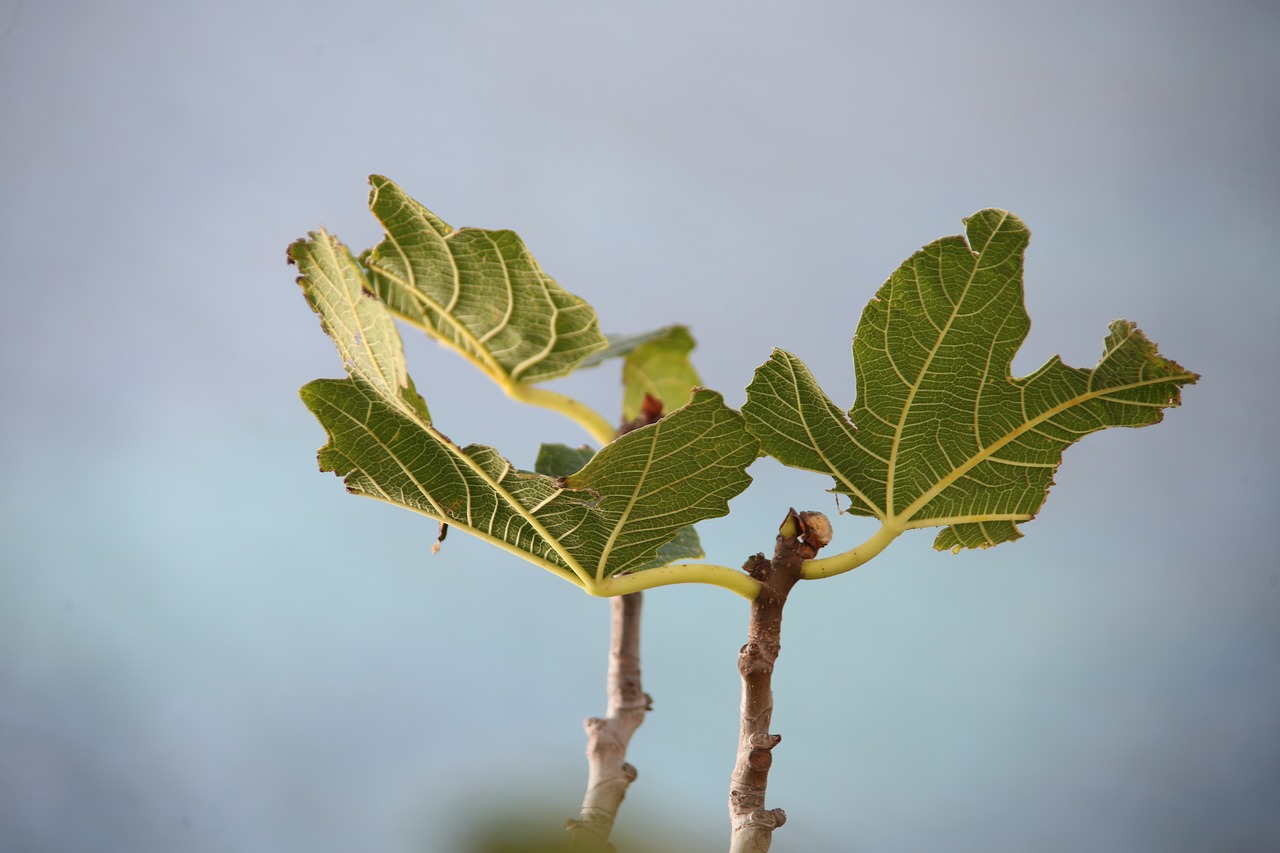 Image - fig tree leaf green tree fig leaf