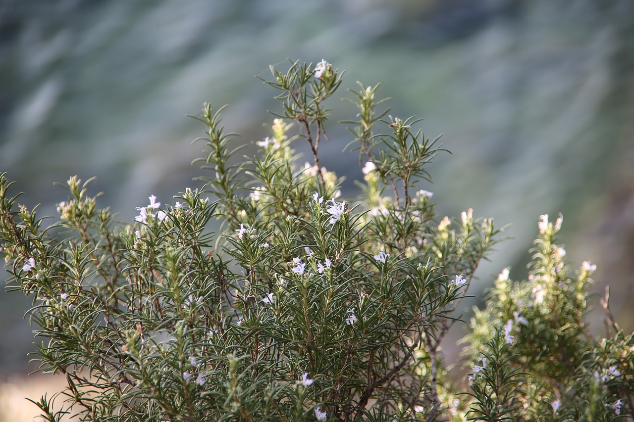 Image - rosemary plant aromatic vegetation