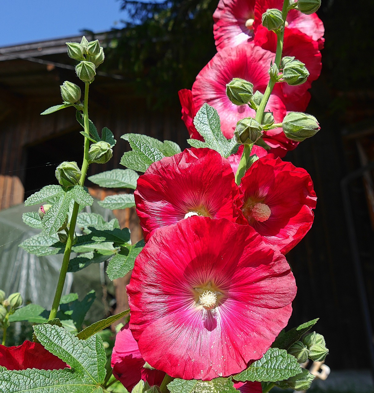 Image - stock rose flower red