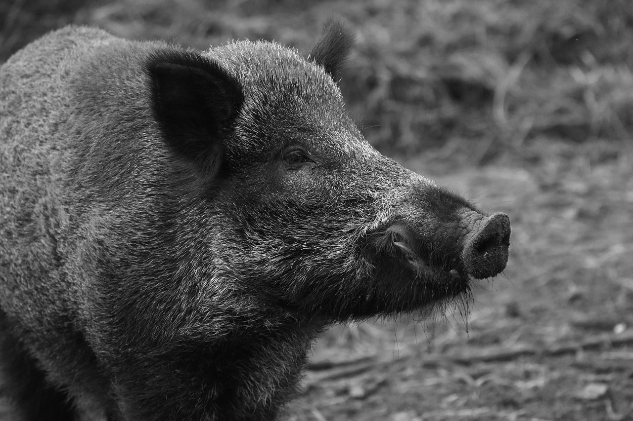 Image - wild boar animal nature mammal