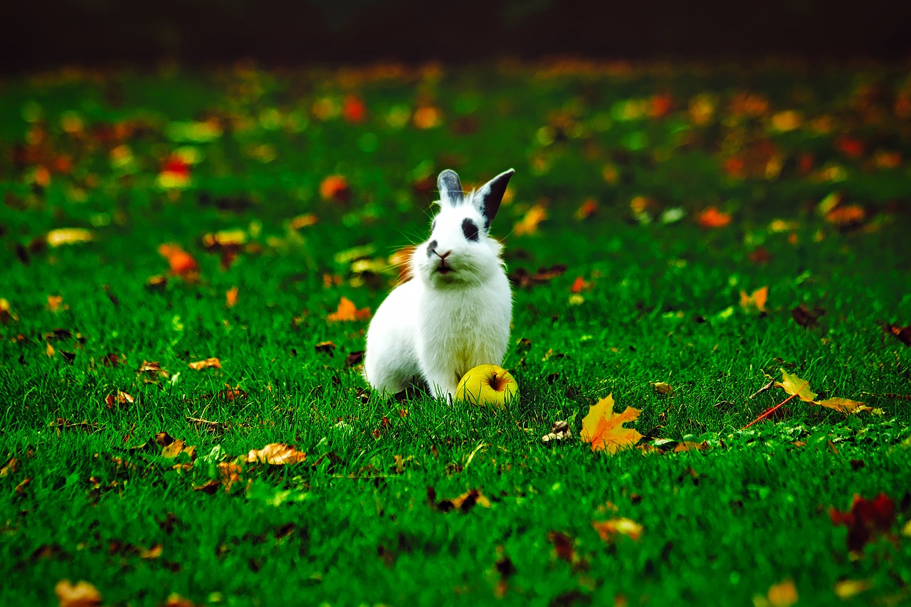 Image - rabbit bunny animal apple yard