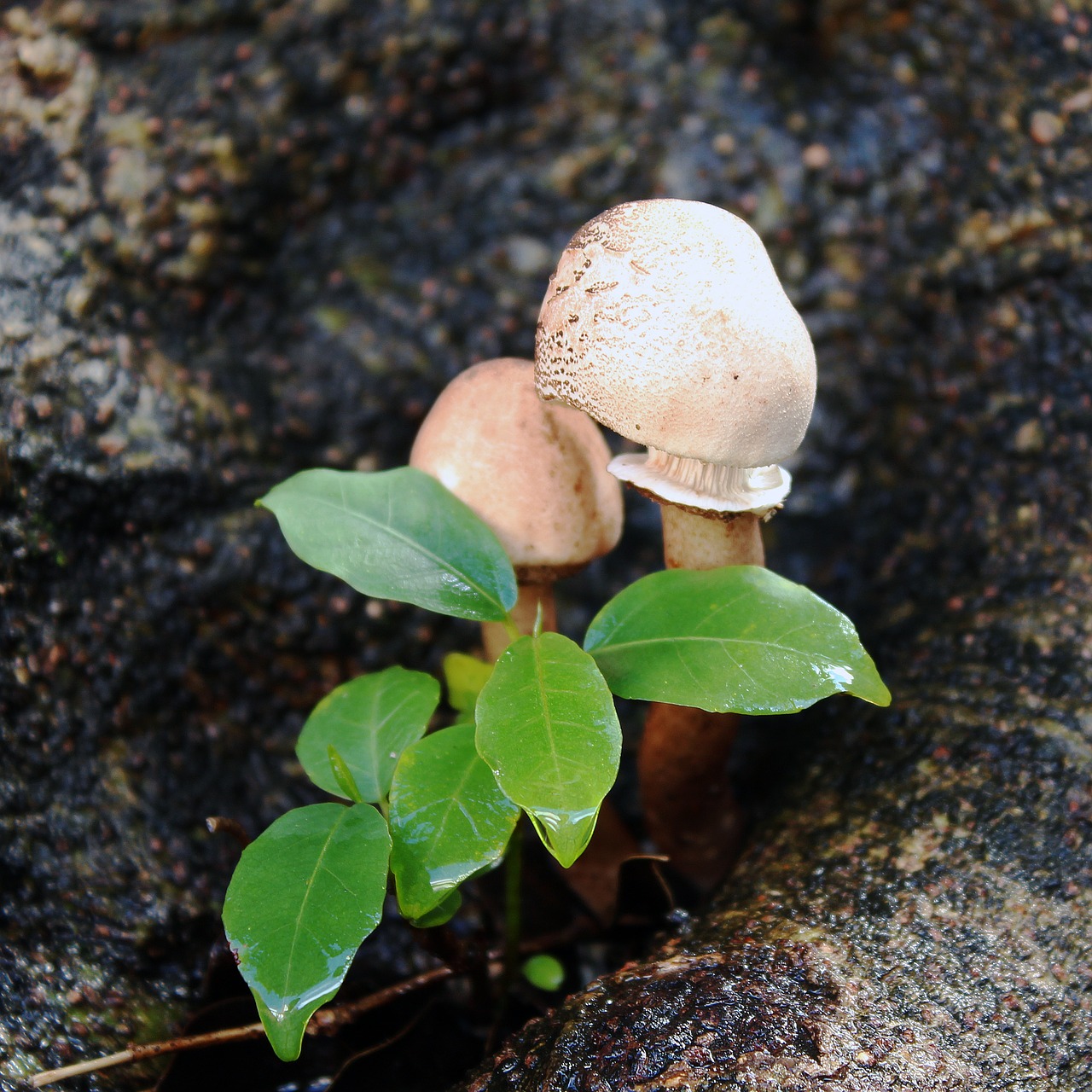 Image - mushroom nature trunk tree gnomes