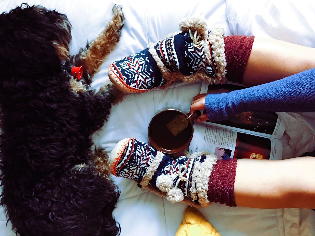 Image - dog pet furry animal tea drink