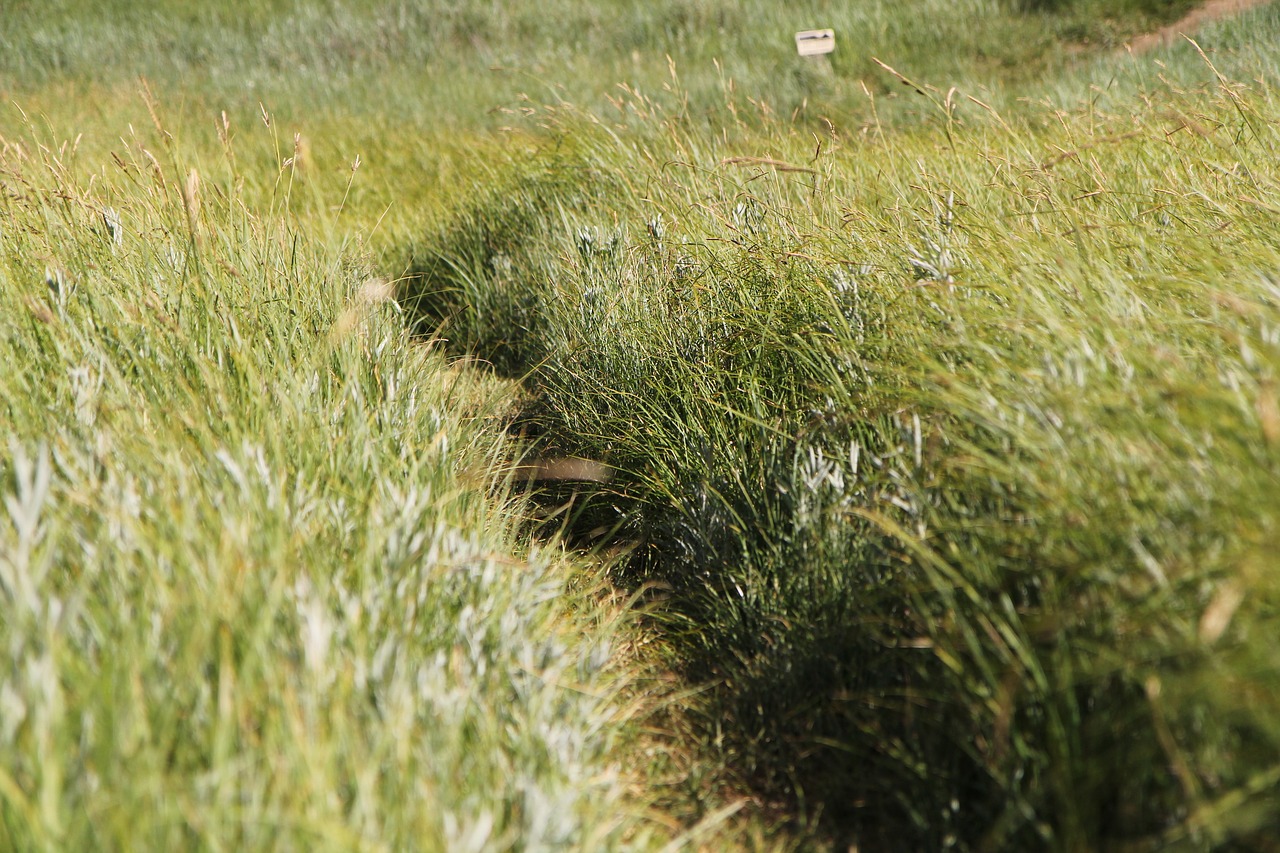 Image - yosemite meadow grass park