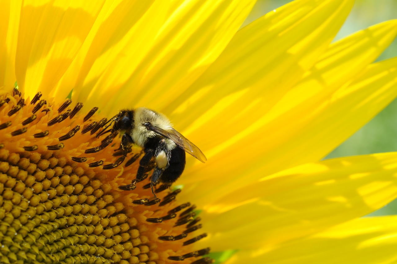 Image - bee macro nature insect yellow