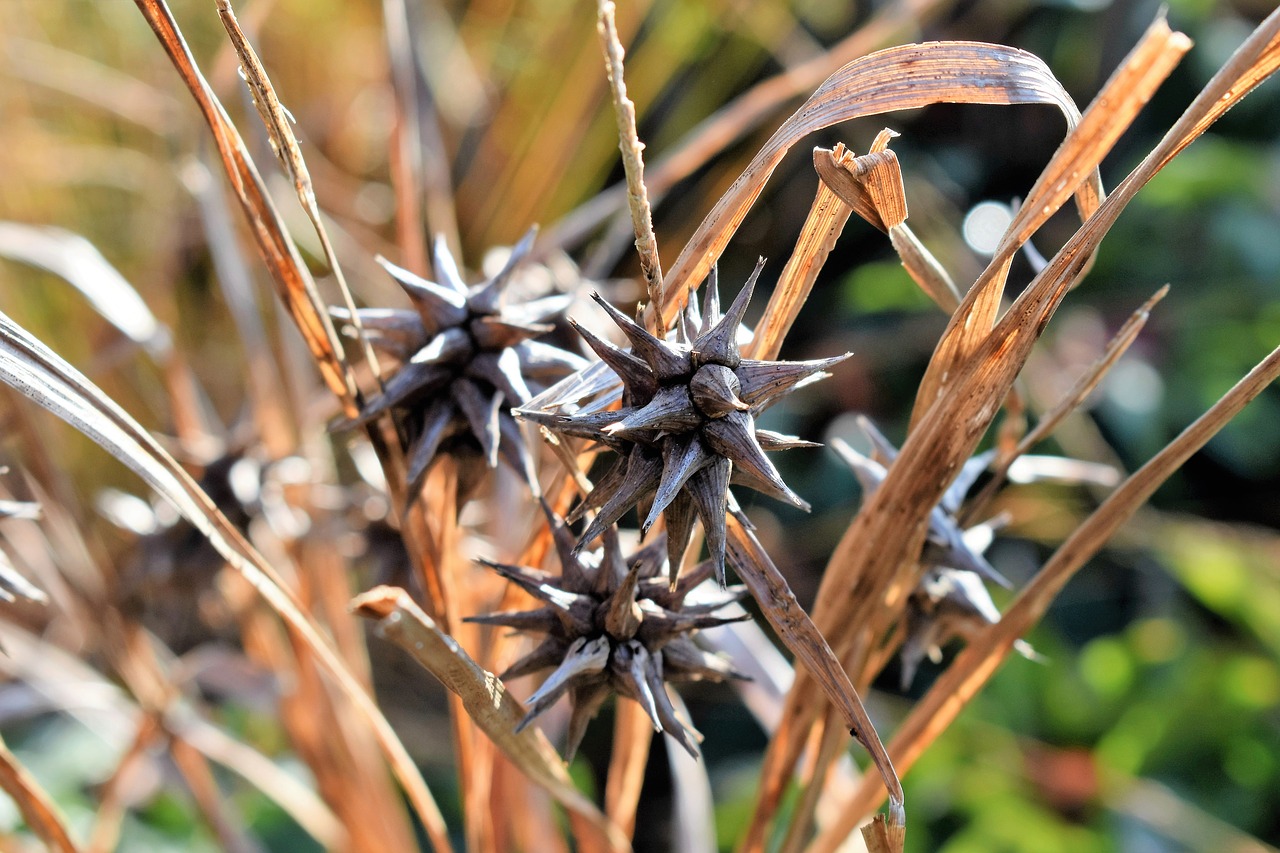 Image - grass morning star seeds dry