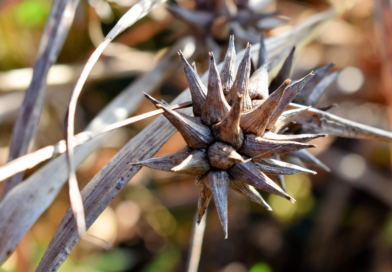 Image - grass morning star seeds dry