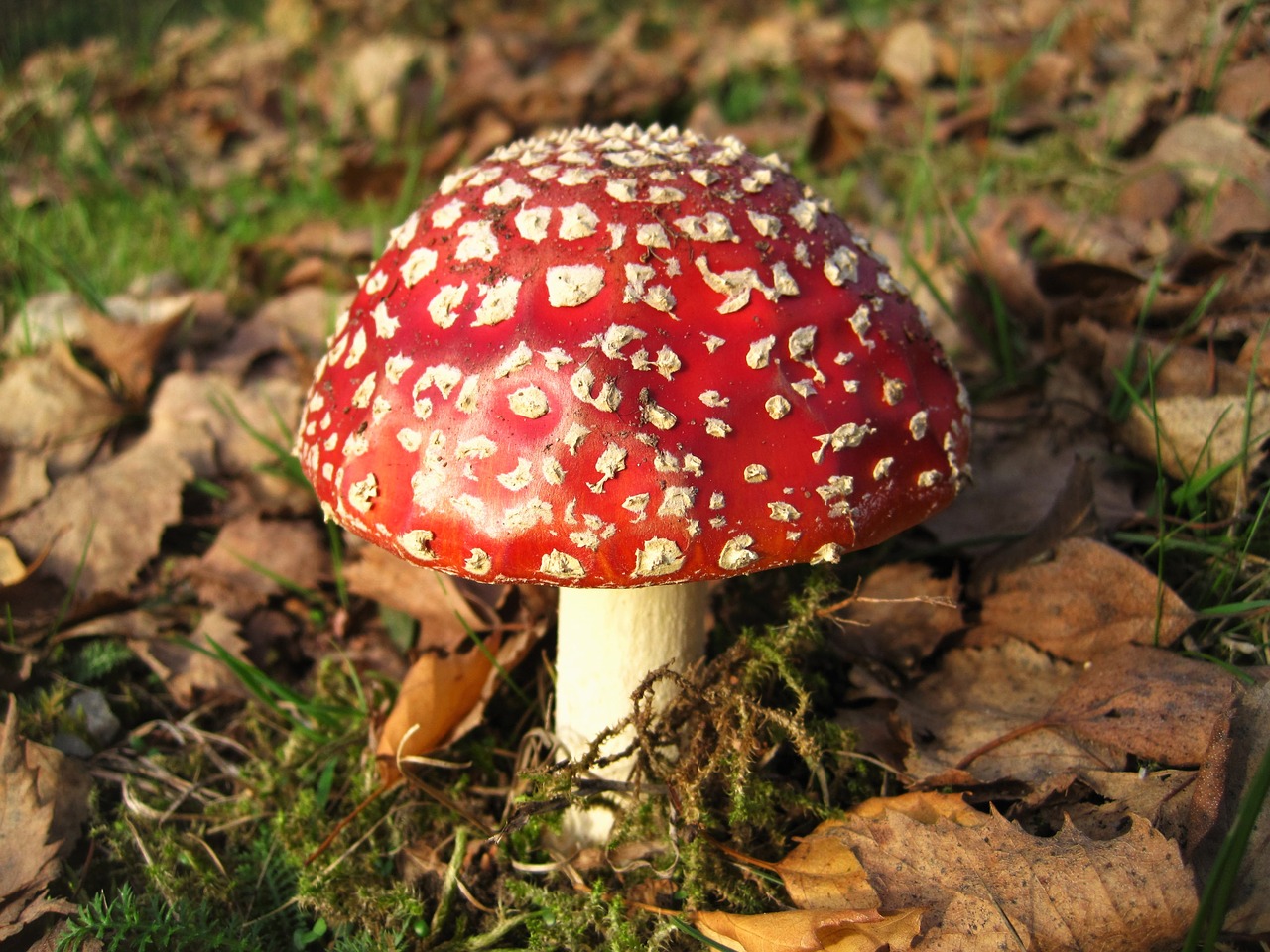 Image - fly agaric lucky guy