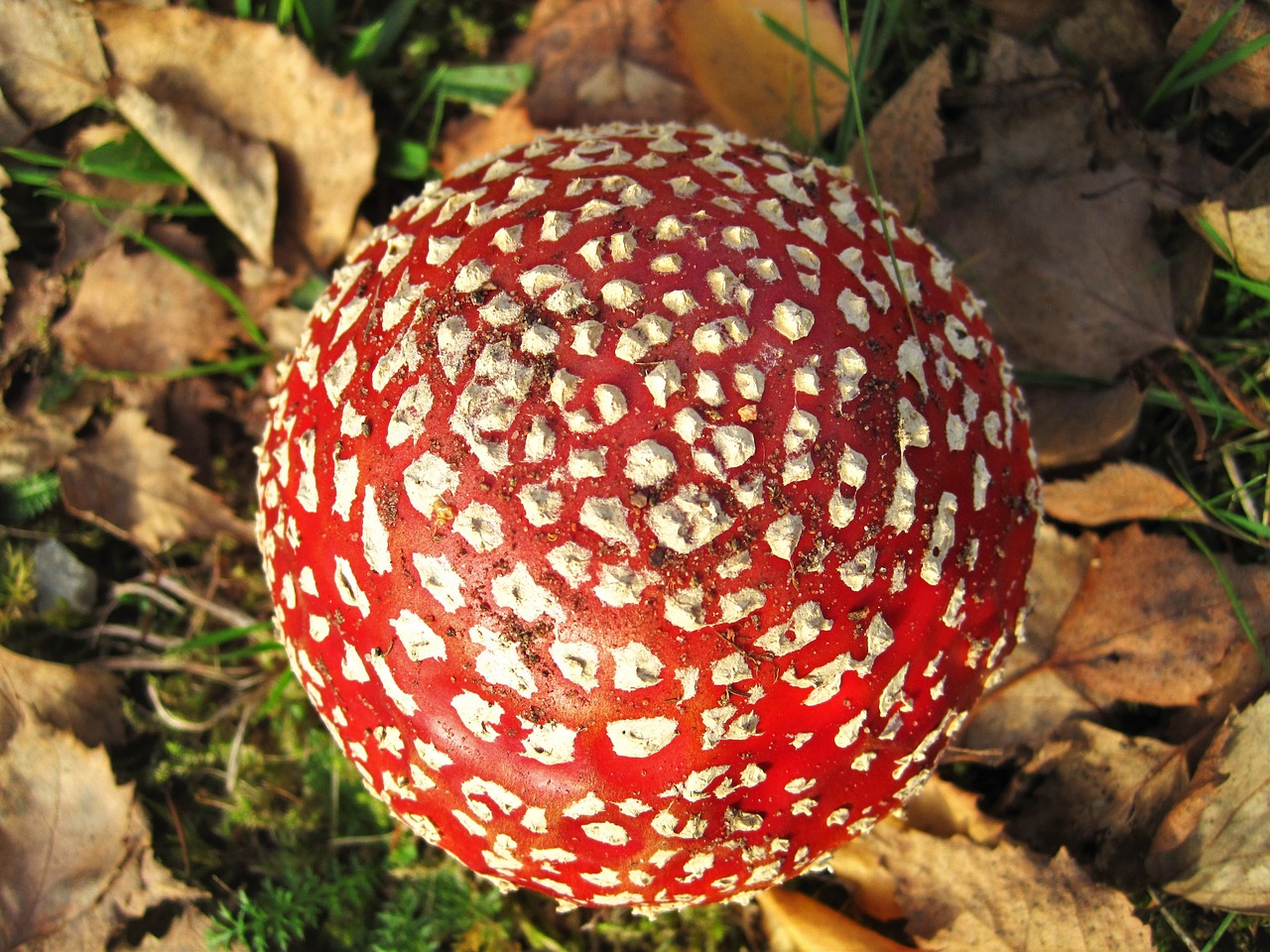 Image - from above fly agaric lucky guy