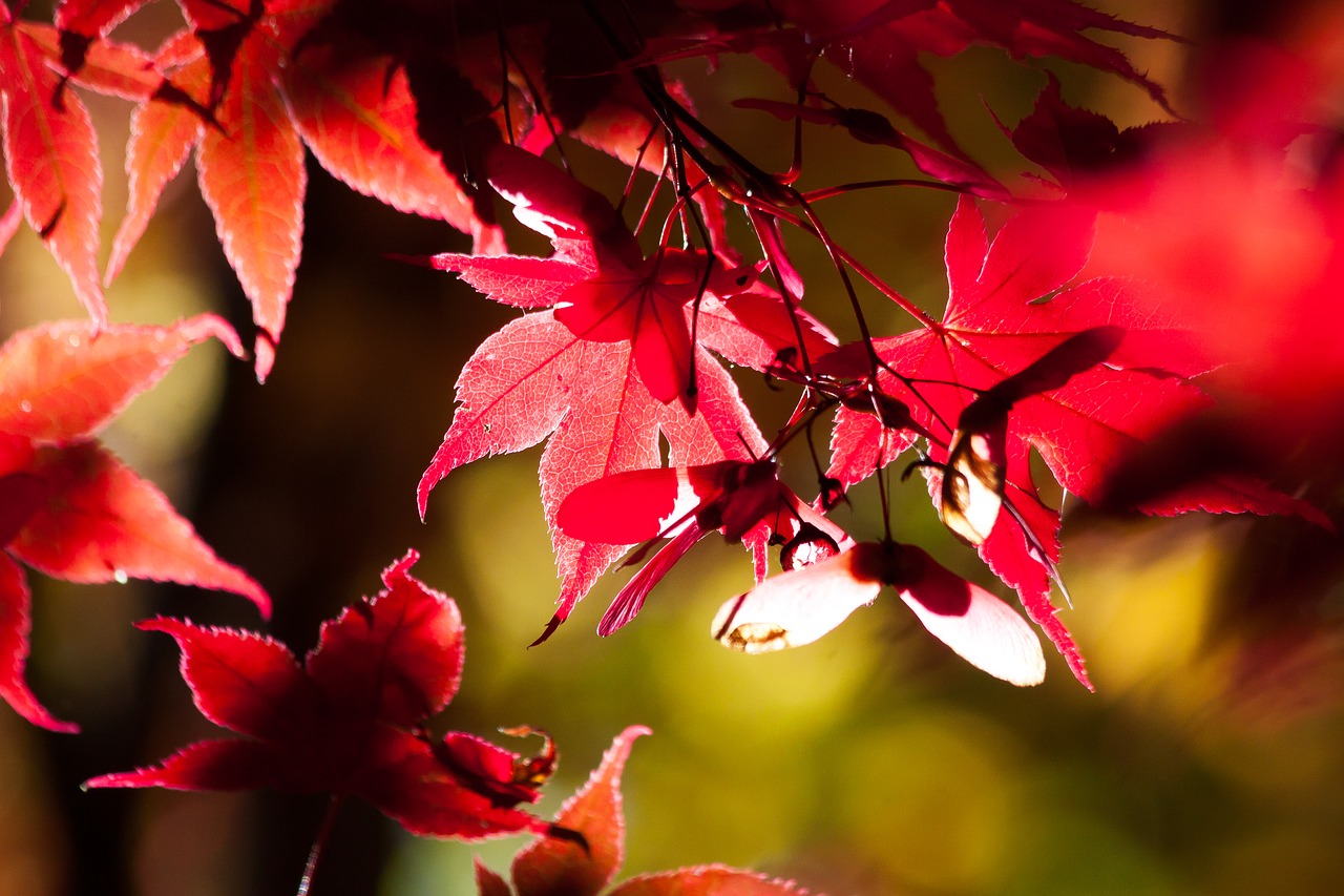 Image - maple autumn leaf red leaves
