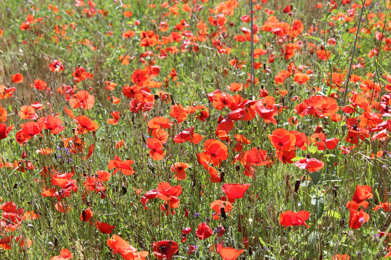 Image - field poppy flowers summer meadows