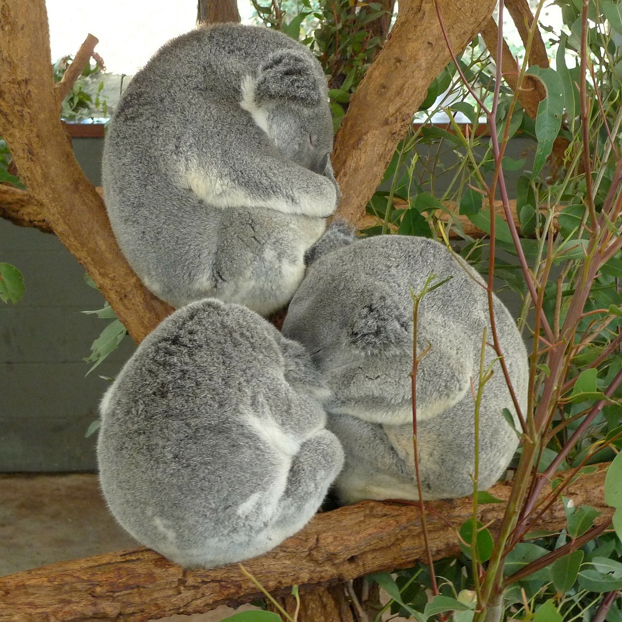 Image - koala bears bear zoo sleeping