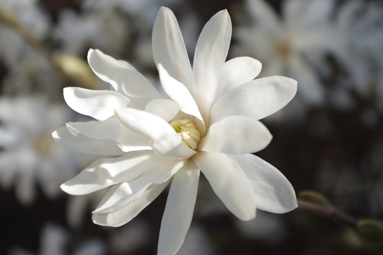 Image - white flower daisy fresh bright