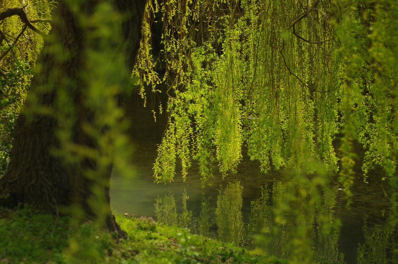 Image - weeping willow green water life