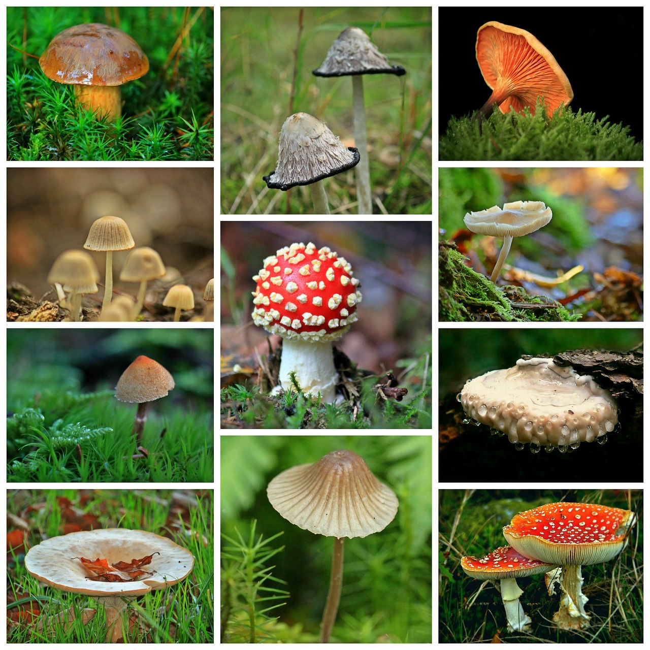 Image - mushrooms collage autumn forest