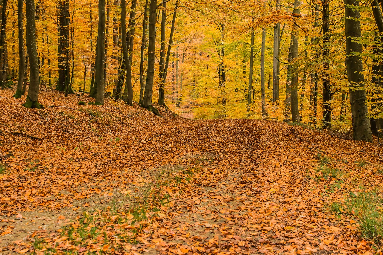 Image - deciduous forest beech wood trees