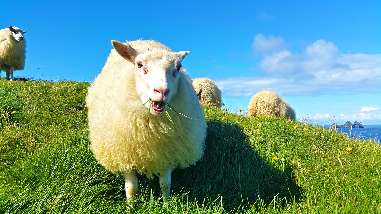 Image - sheep iceland grass wool lamb