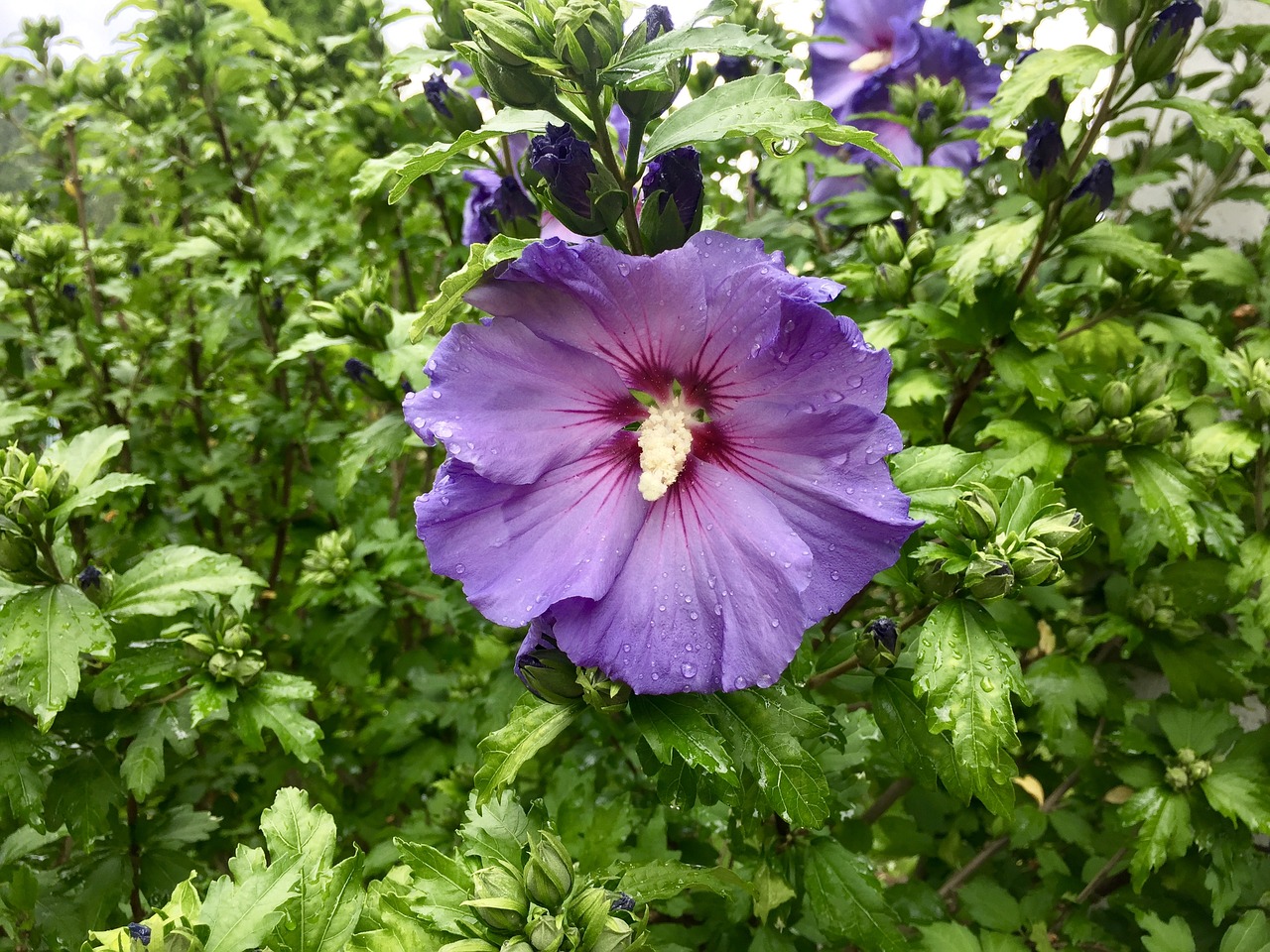 Image - hibiscus blossom bloom purple